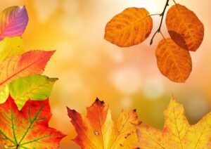 orange pumpkin leaves