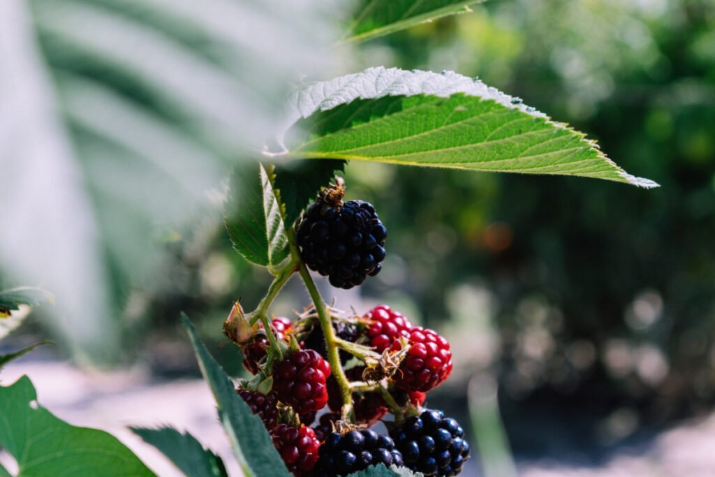 Blackberry Lemon Smash