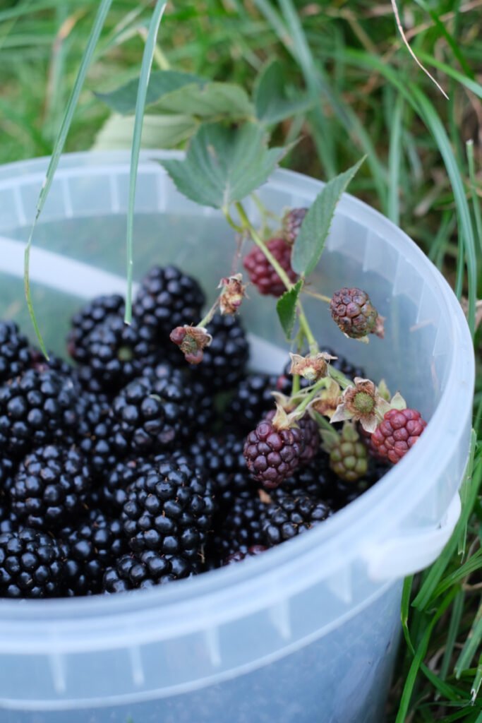 Bramble Cocktail